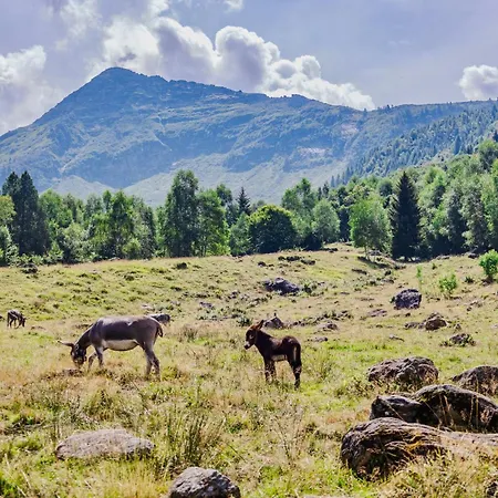 Hostal Rifugio Parpinasca *